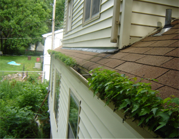 gutters before cleaning